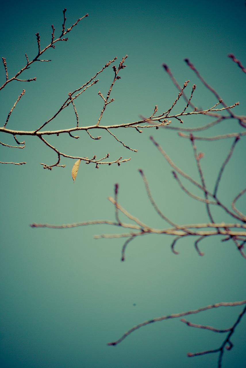branches dry autumn free photo