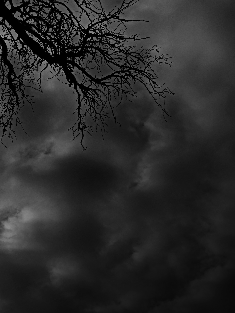 branches clouds mystery free photo