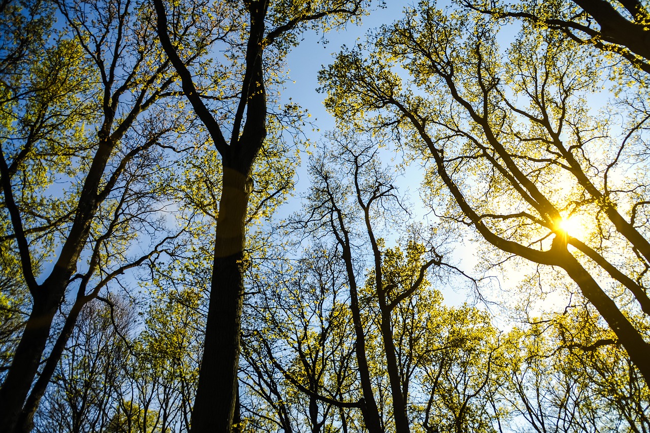 branches forest nature free photo