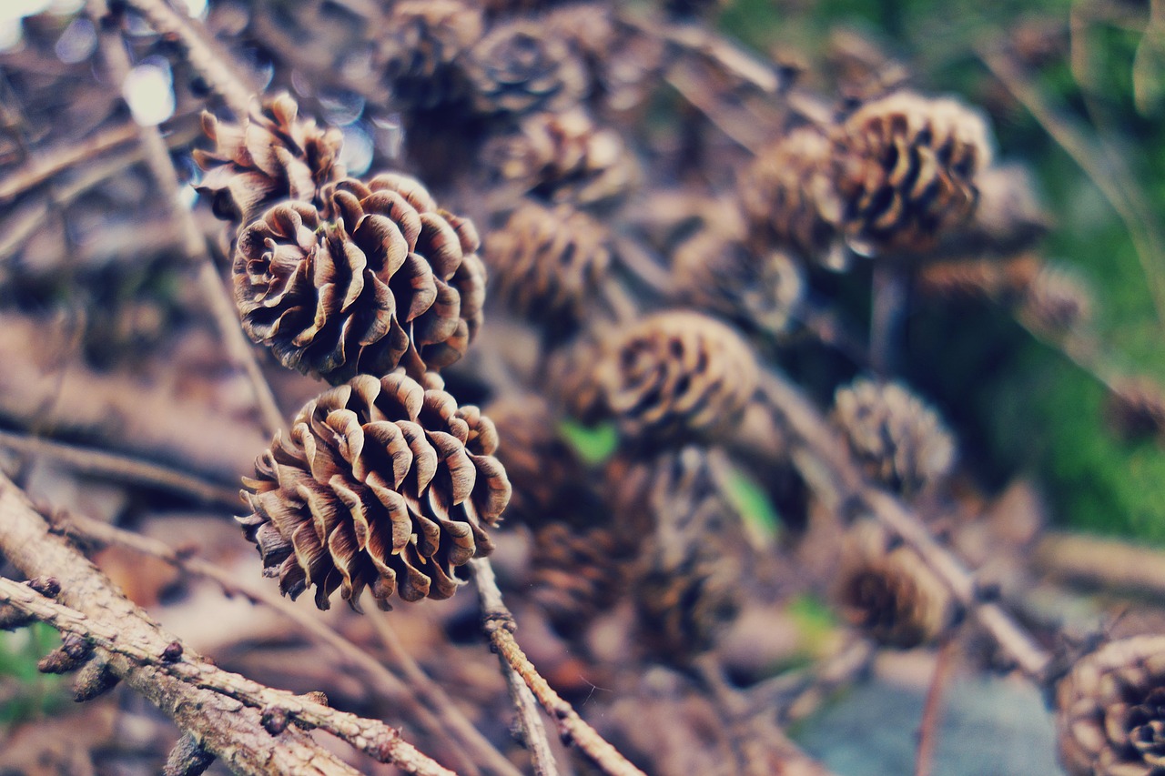 branches close-up macro free photo