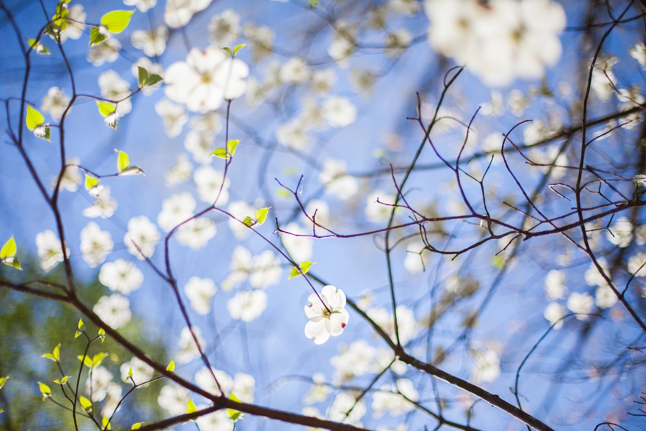 branches flora flowers free photo