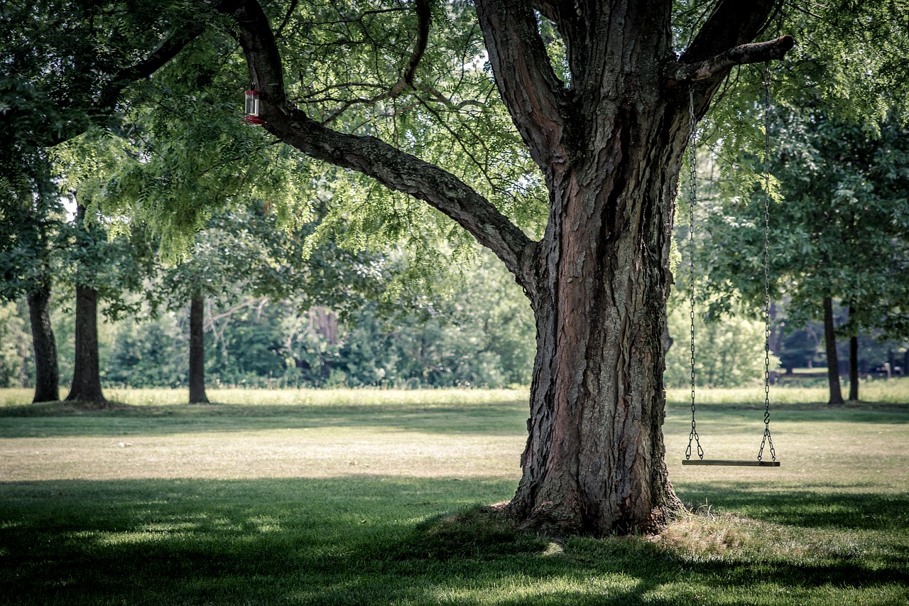 branches environment grass free photo