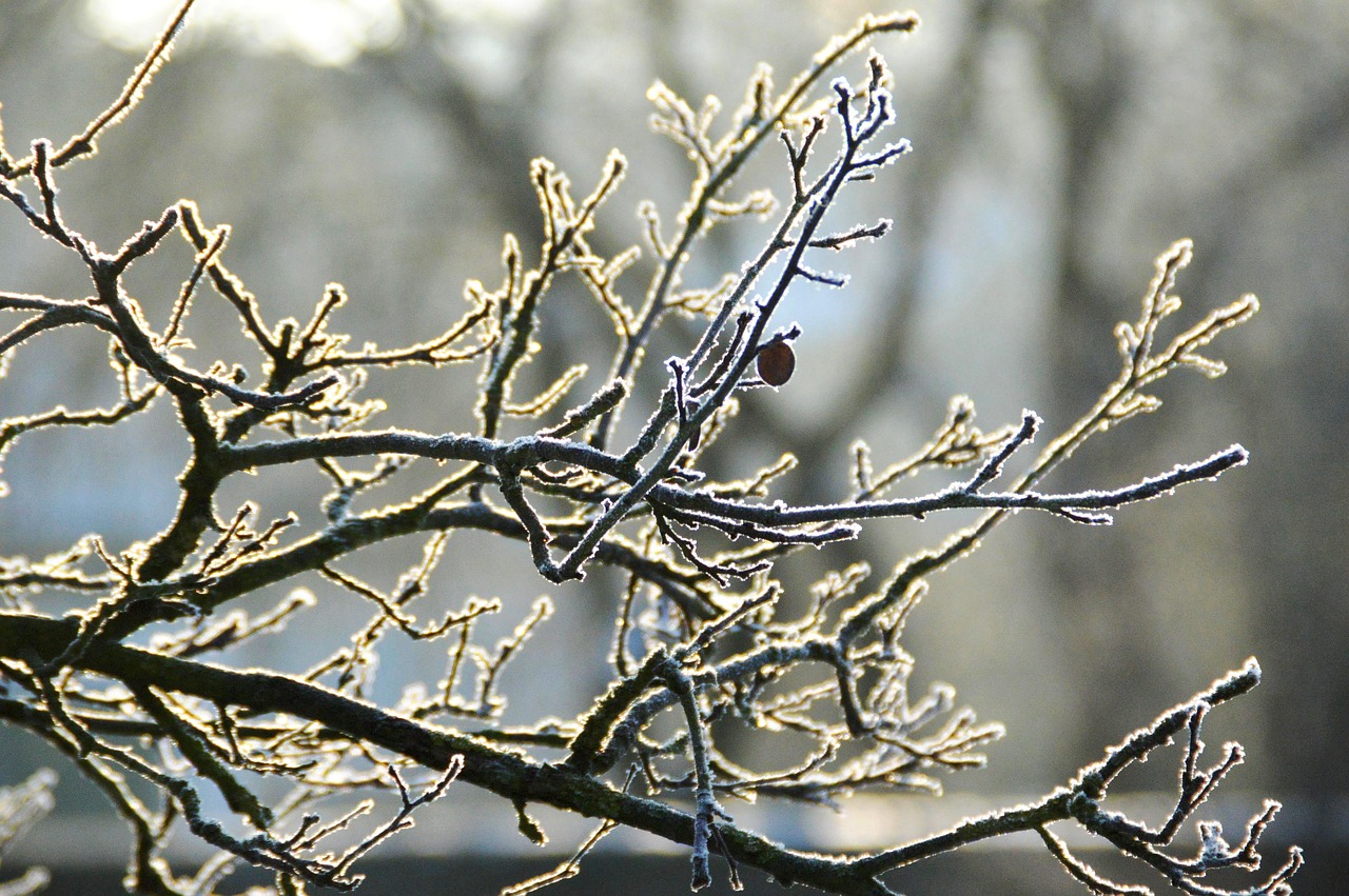 branches snow winter free photo