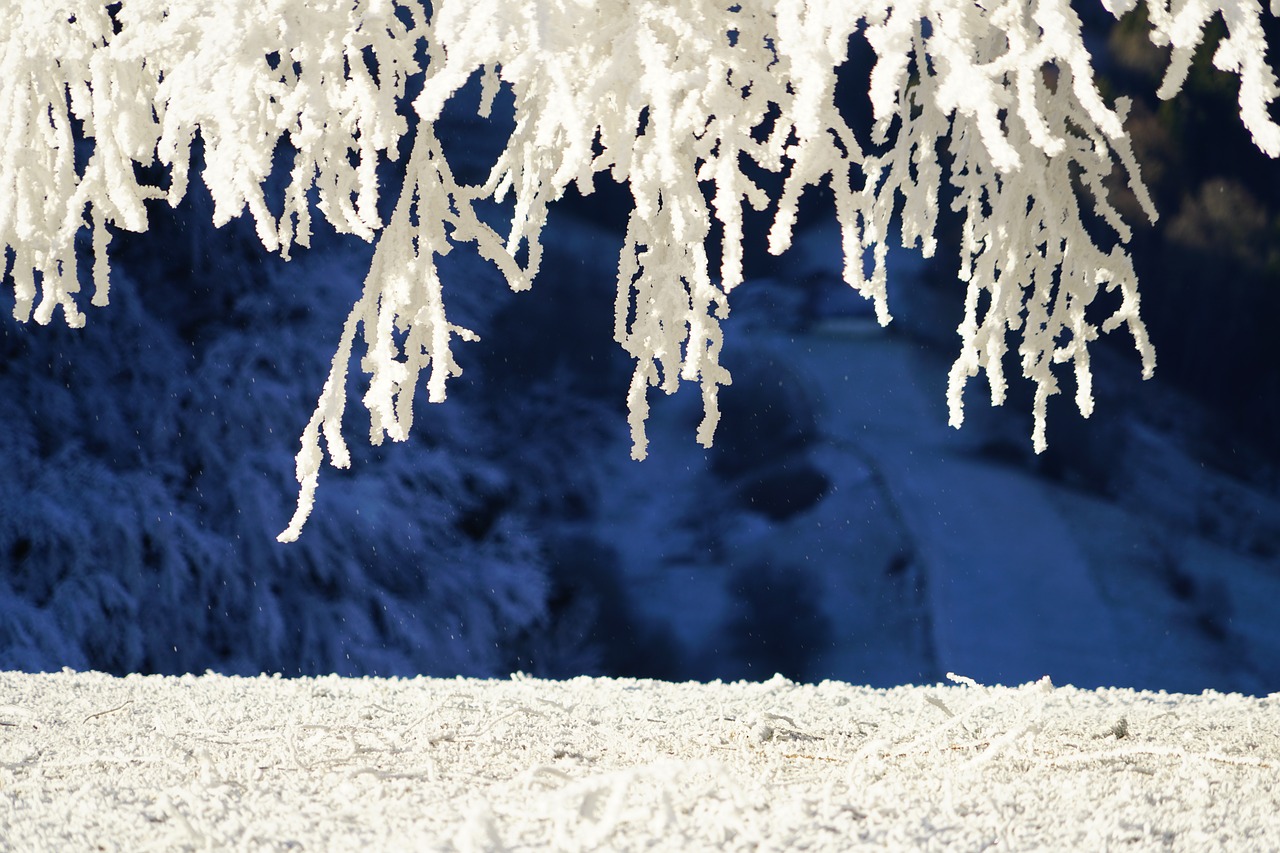 branches hoarfrost iced free photo