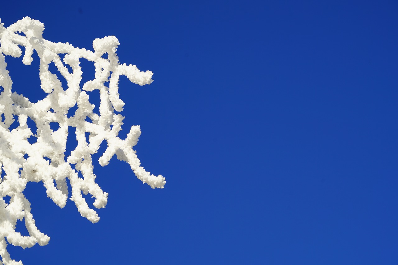 branches hoarfrost sky free photo