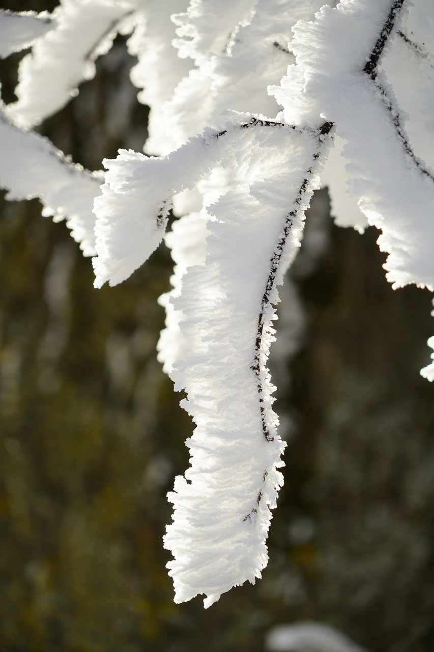 branches hoarfrost wintry free photo