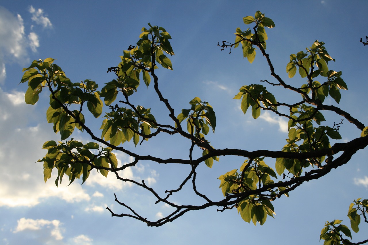 branches curved foliage free photo