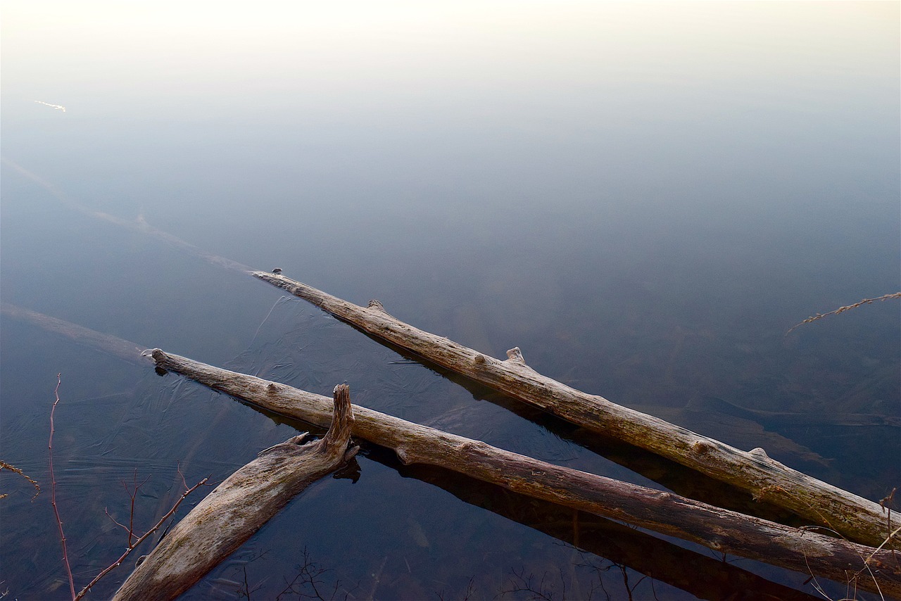 branches lake water free photo