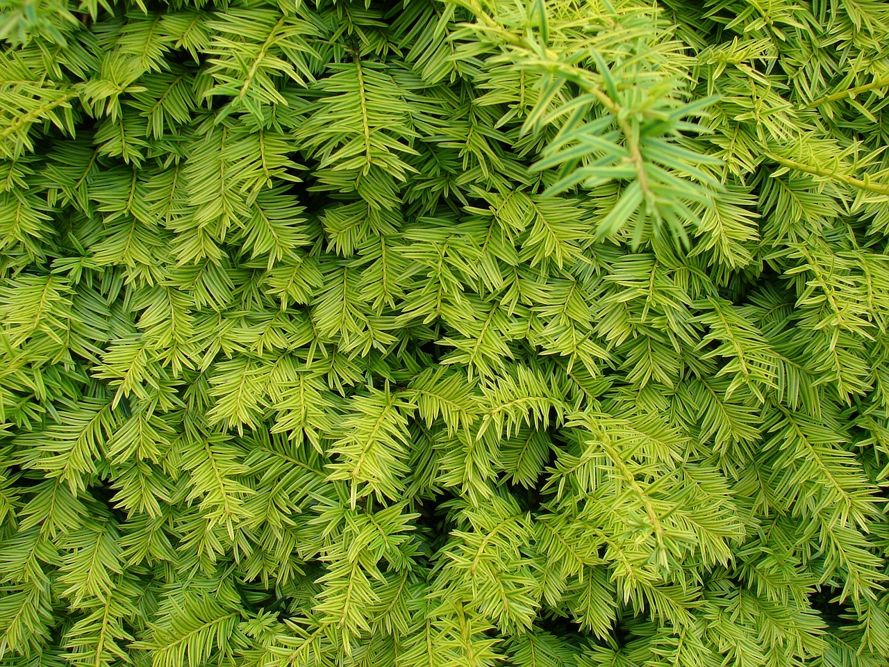 branches hedge plant free photo