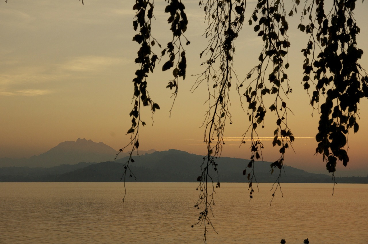 branches sunset lake free photo