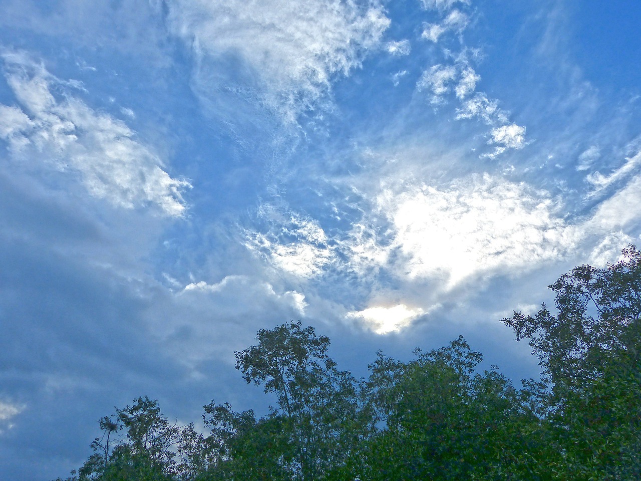 branches trees sky free photo