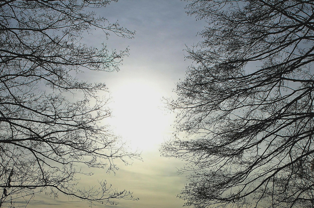 branches back light branch free photo