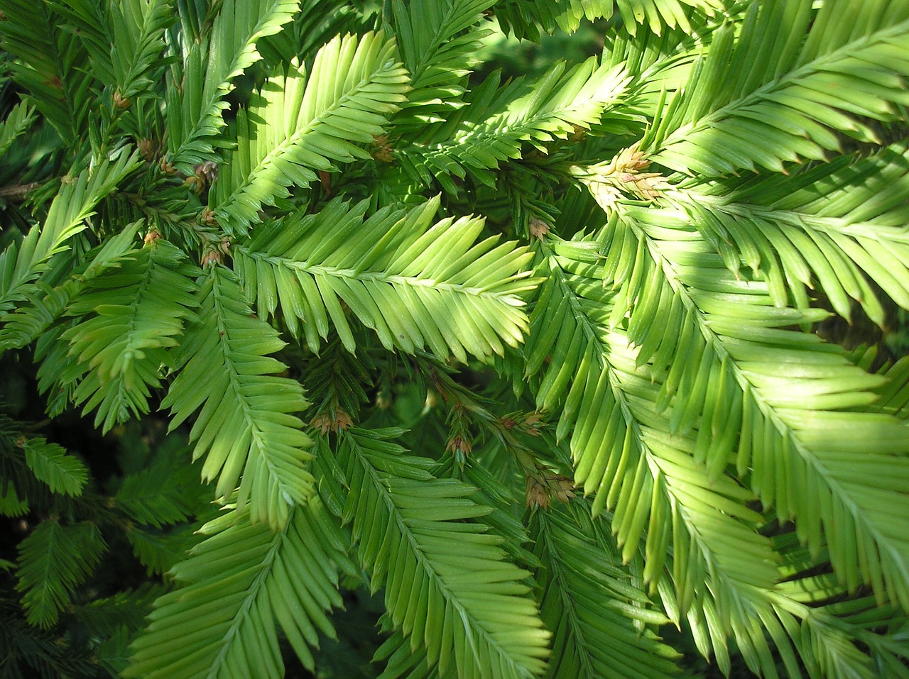branches sequoia redwood branches free photo