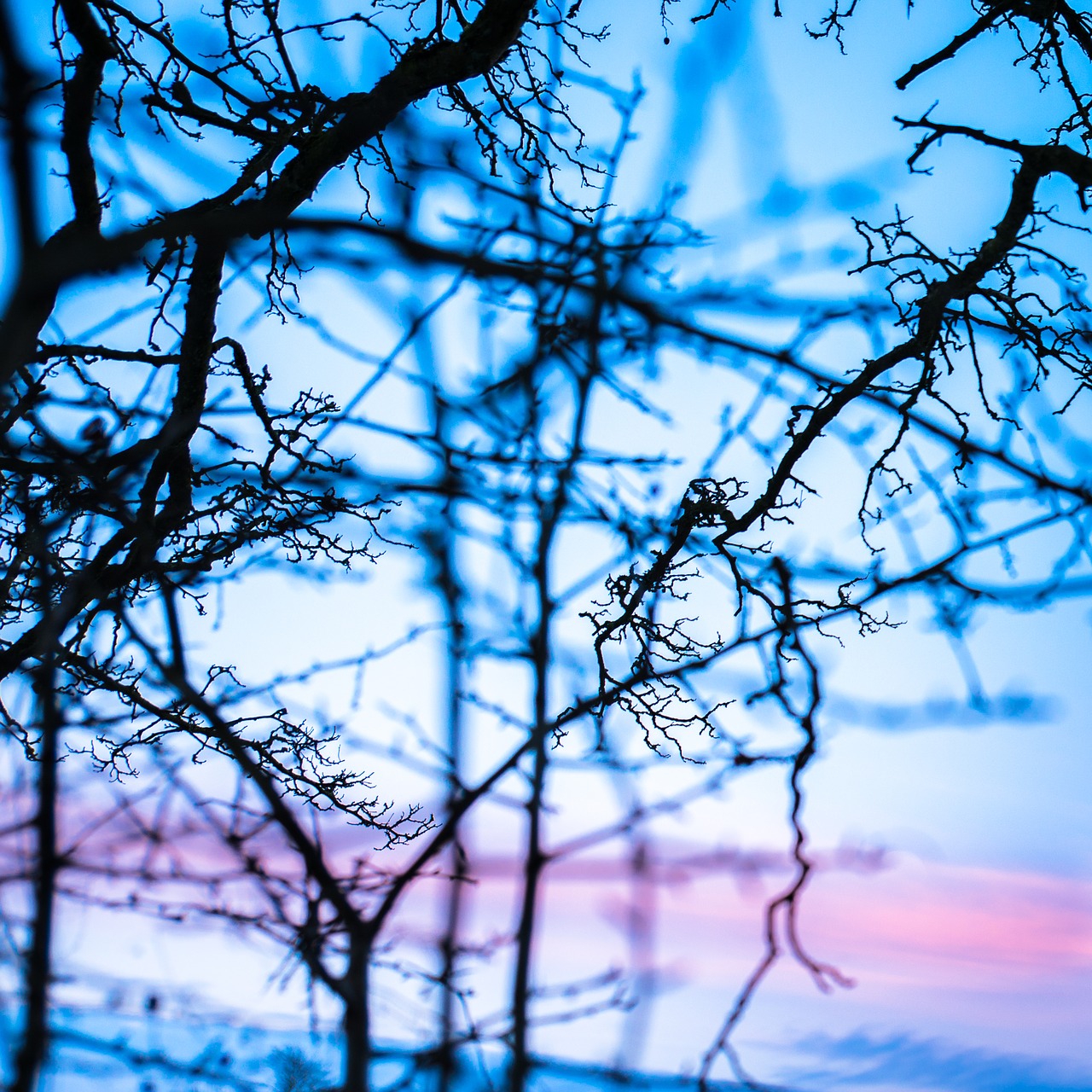 branches abstract branch free photo