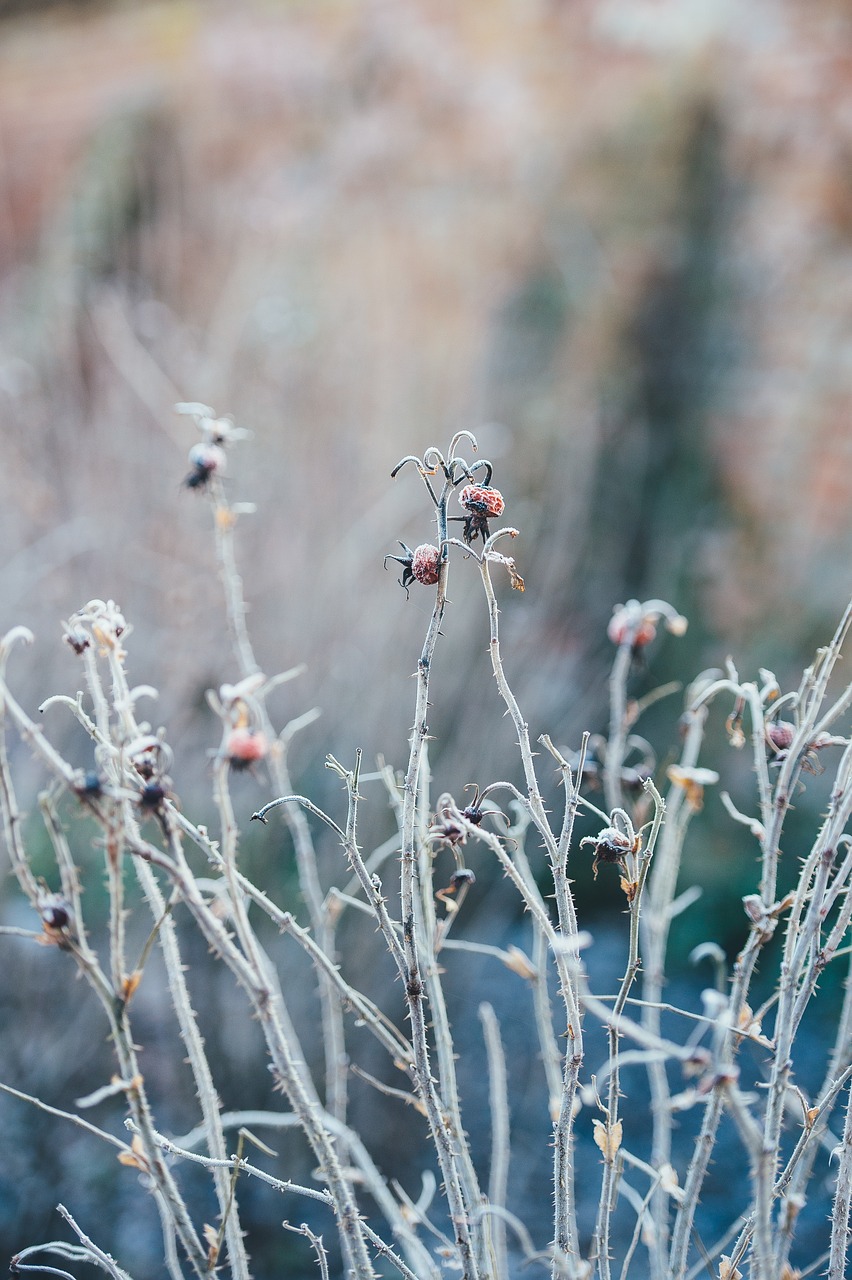 branches stem thorn free photo