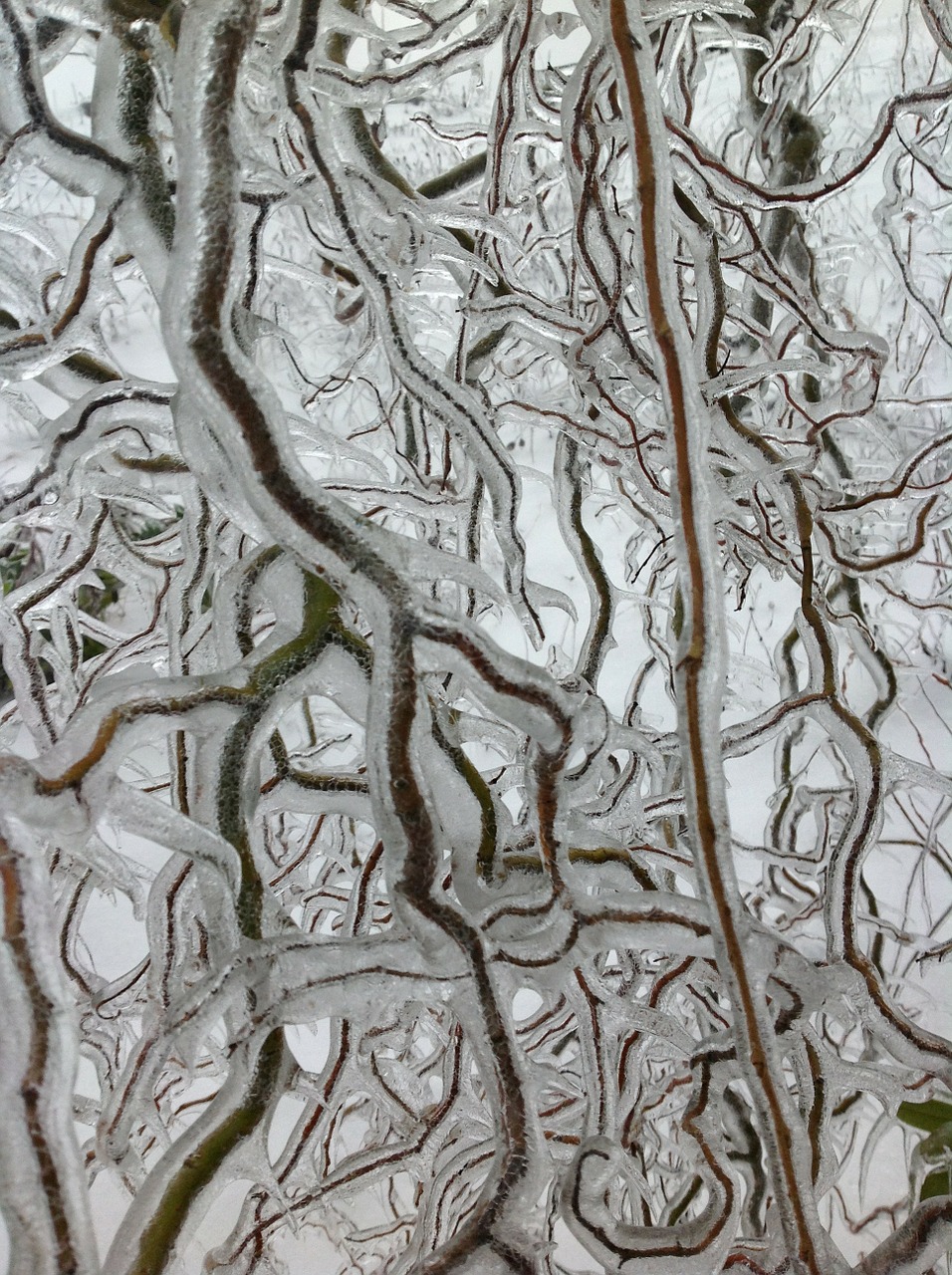 branches ice frozen free photo