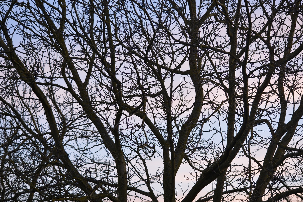 branches air tree free photo