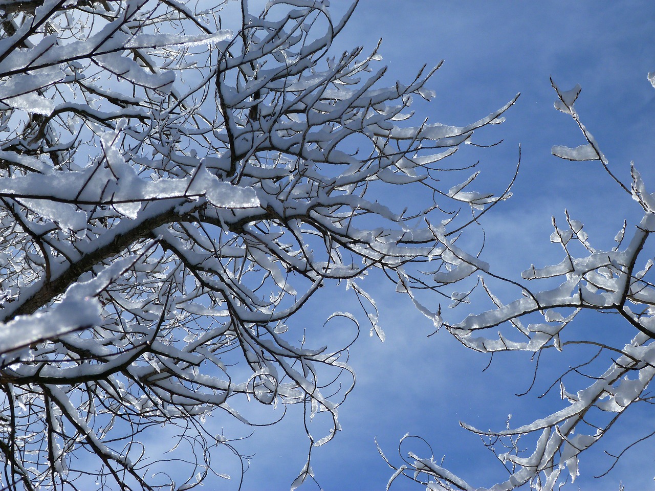 branches nature winter free photo