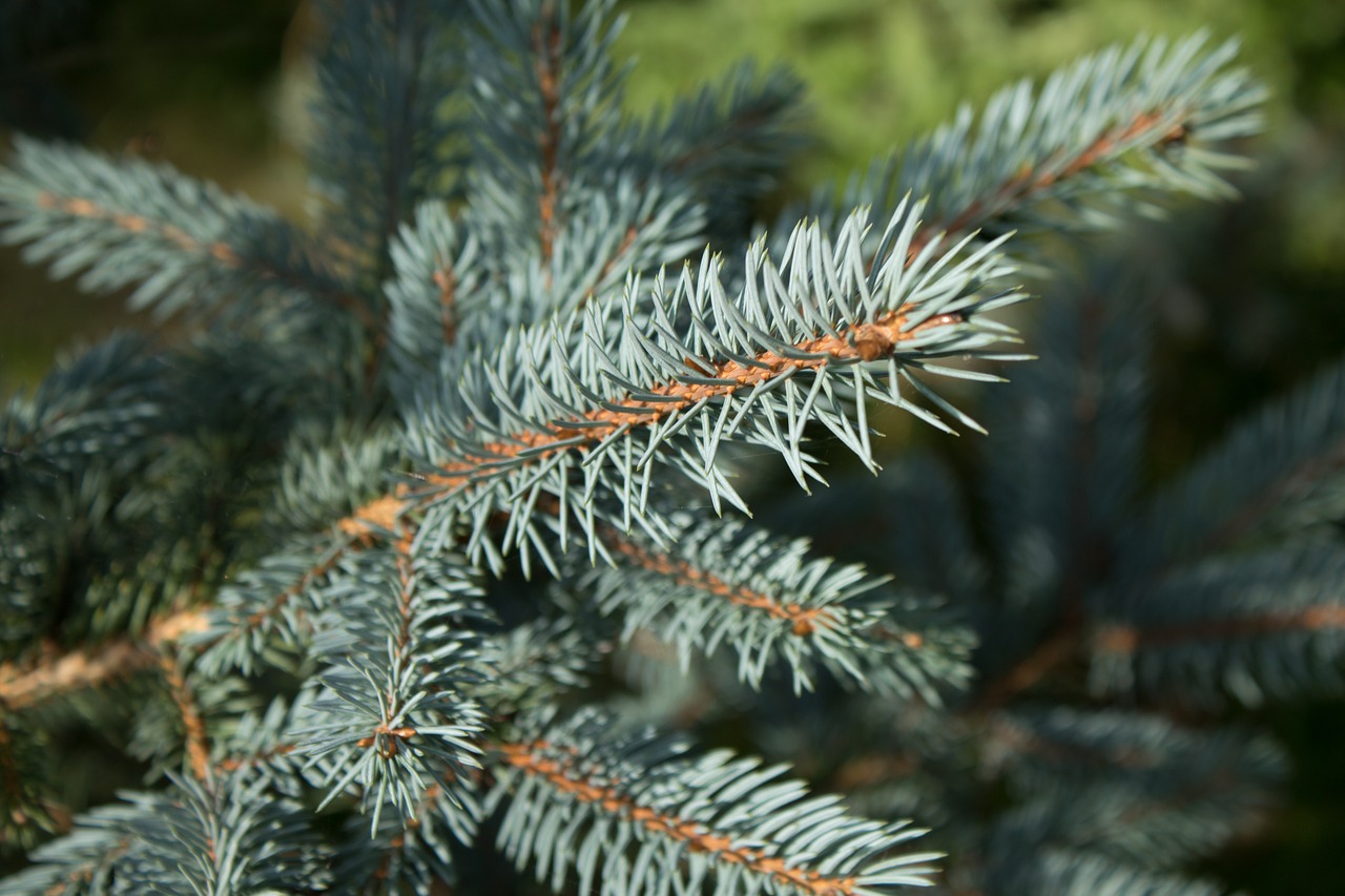 branches evergreen pine free photo