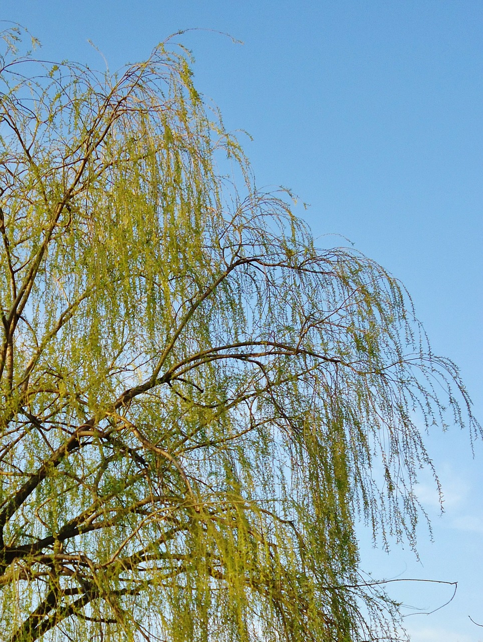 branches sky blue free photo