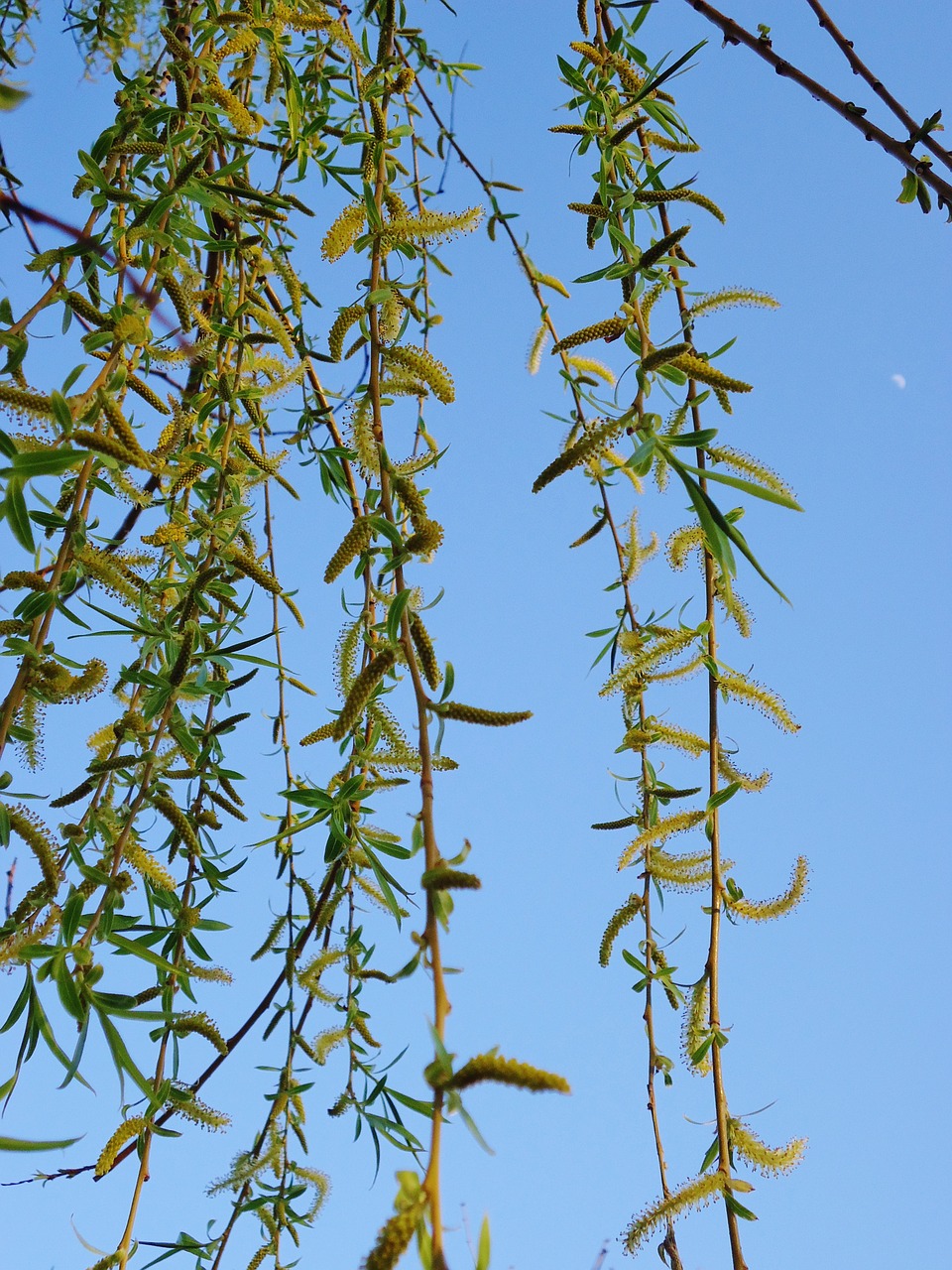 branches buds tree free photo