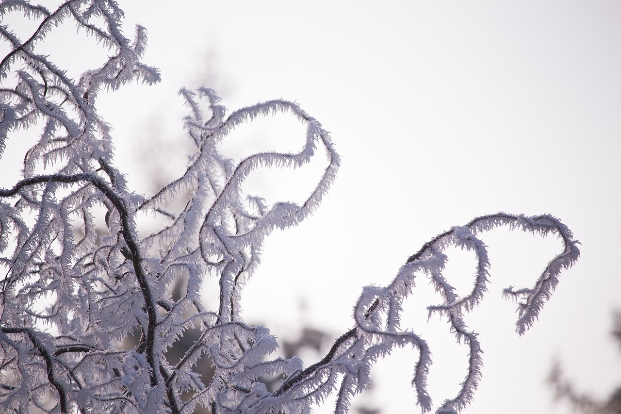 branches frost crystals free photo