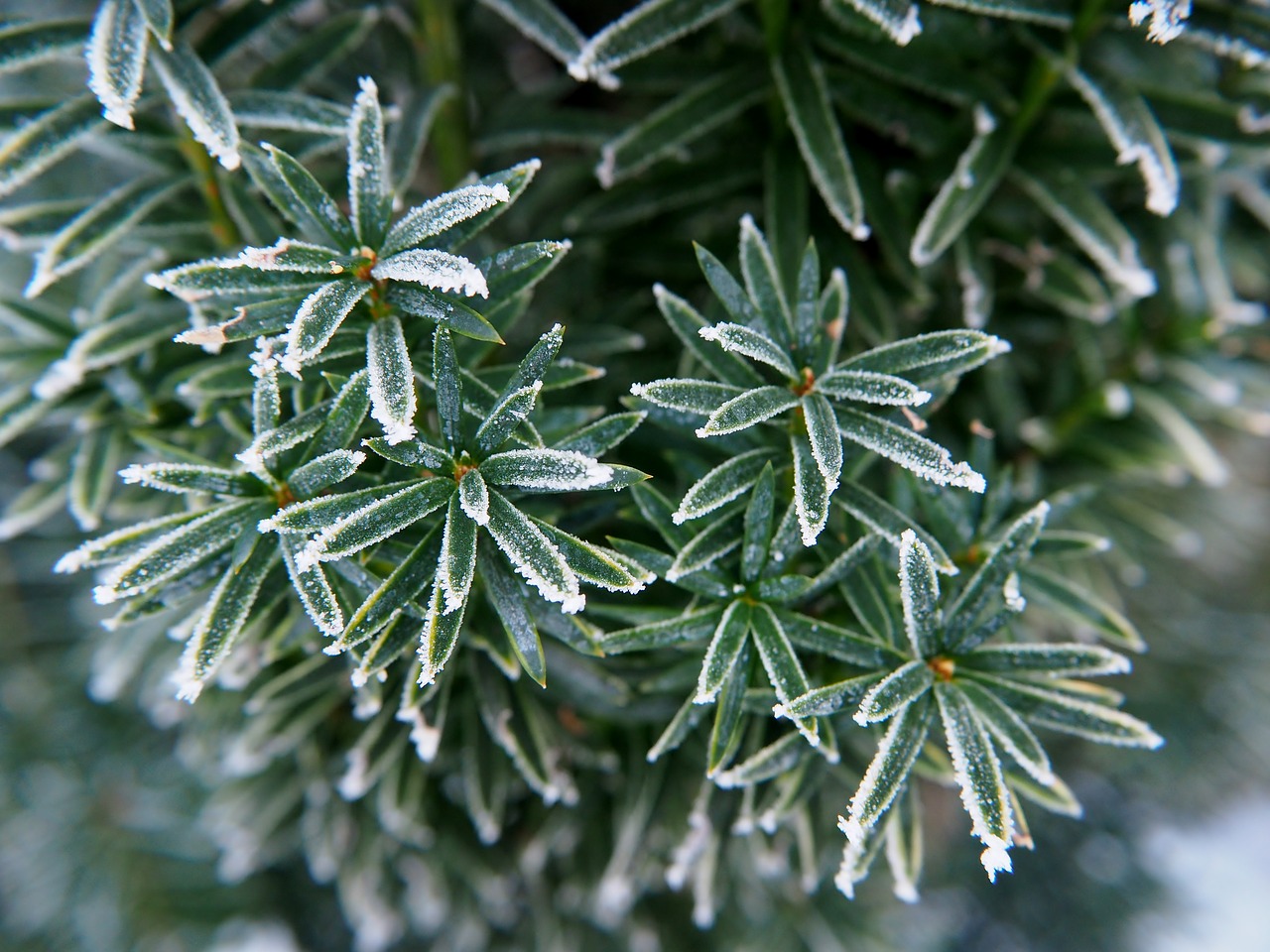 branches green firs free photo