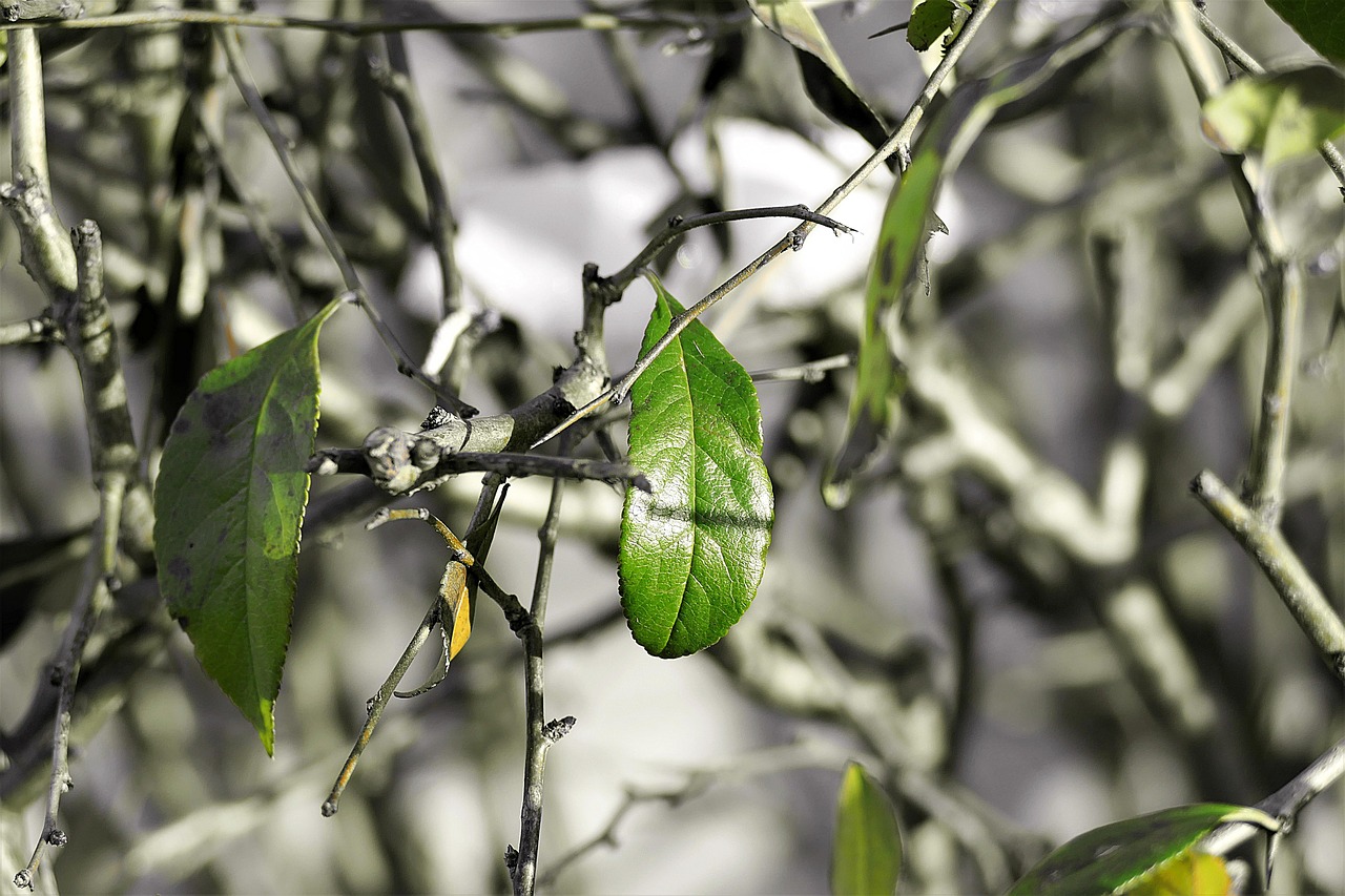 branches leaf green free photo