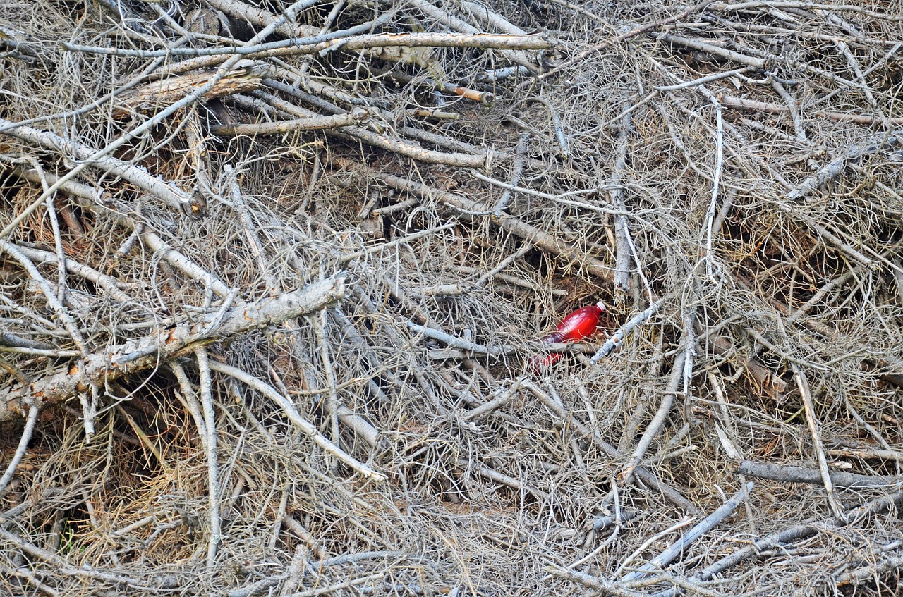 branches  calamity  bottle free photo