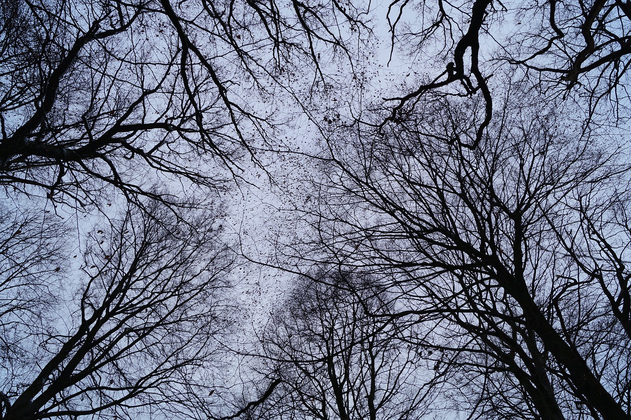 branches  trees  aesthetic free photo