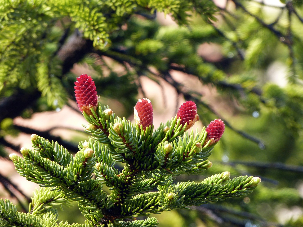 branches tree flower free photo