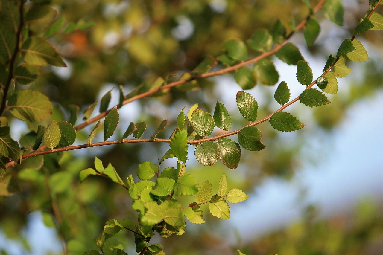 branches  greenery  leaves free photo