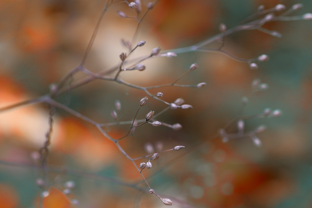 branches  nature  plant free photo