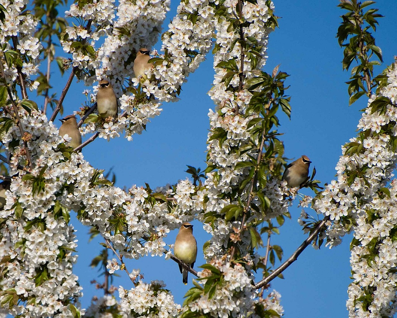 branches flowering perched free photo