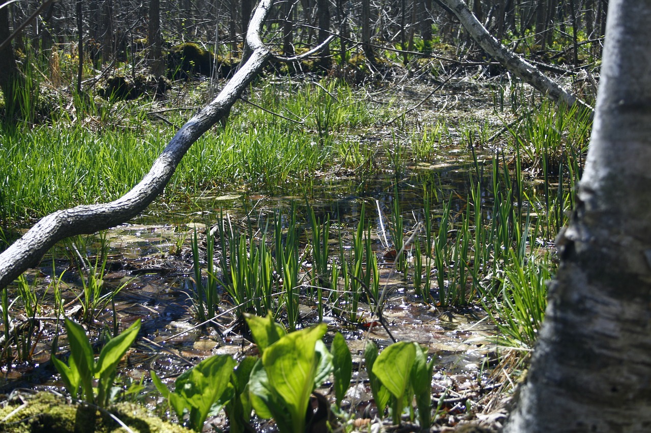 branches  forest  nature free photo