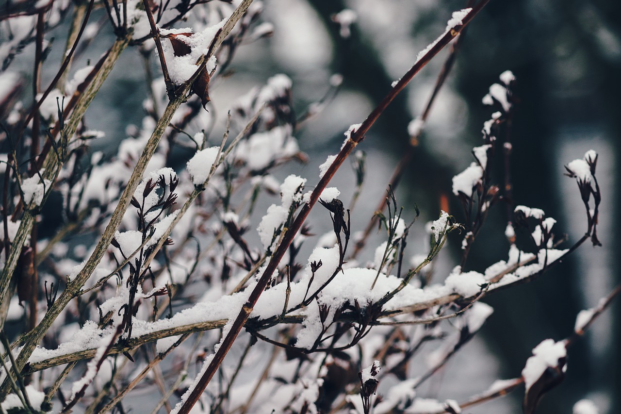 branches  snow  snowy free photo