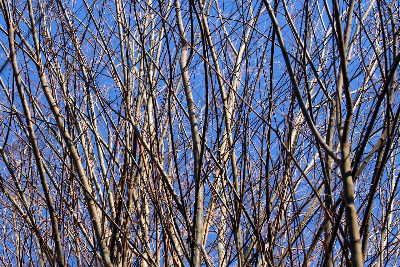branches  aesthetic  sky free photo