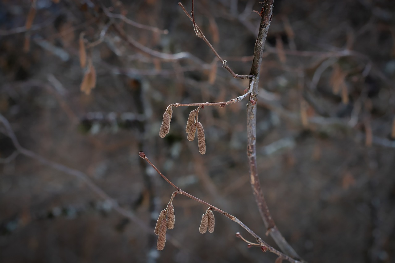 branches  tree  aesthetic free photo