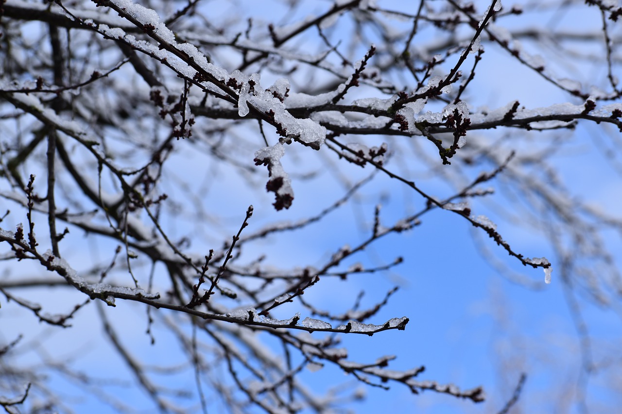 branches  ice  sky free photo