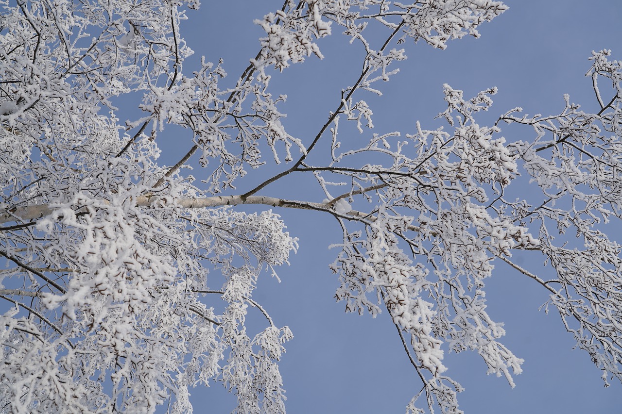 branches  tree  winter free photo