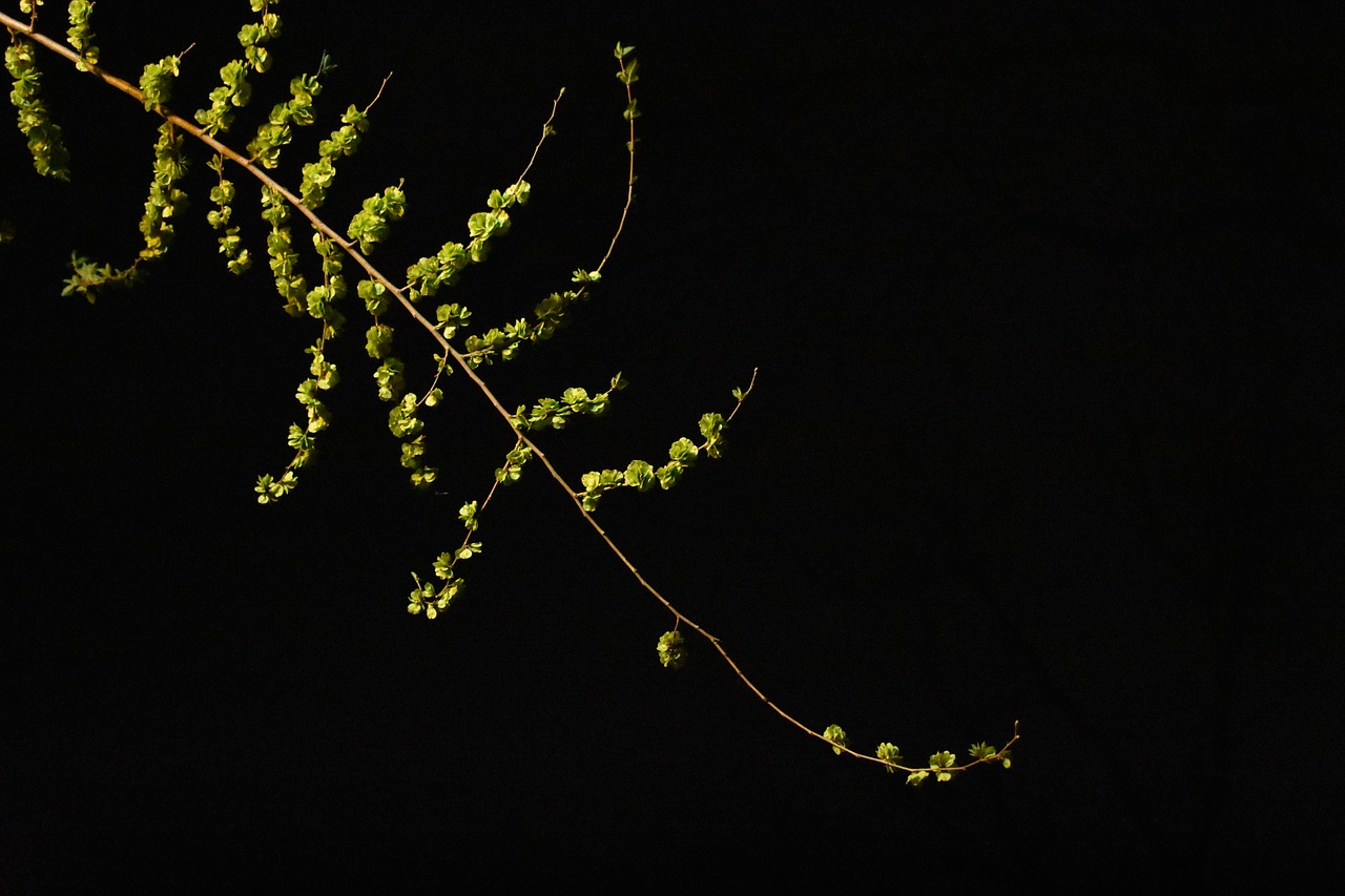 branches  sprout  green leaf free photo