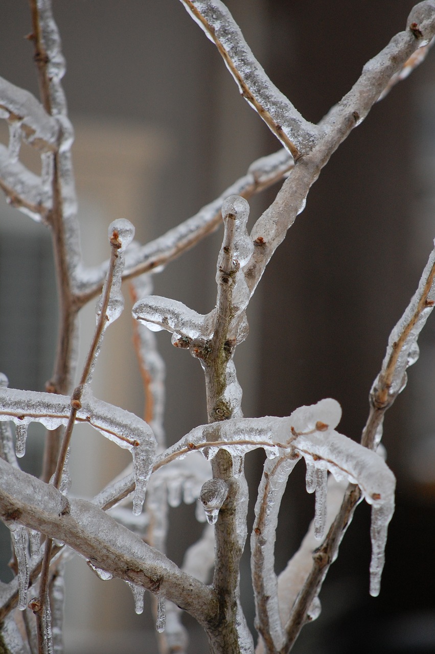 branches  ice  winter free photo