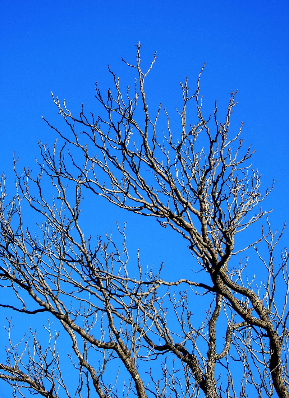 branches bare tree free photo