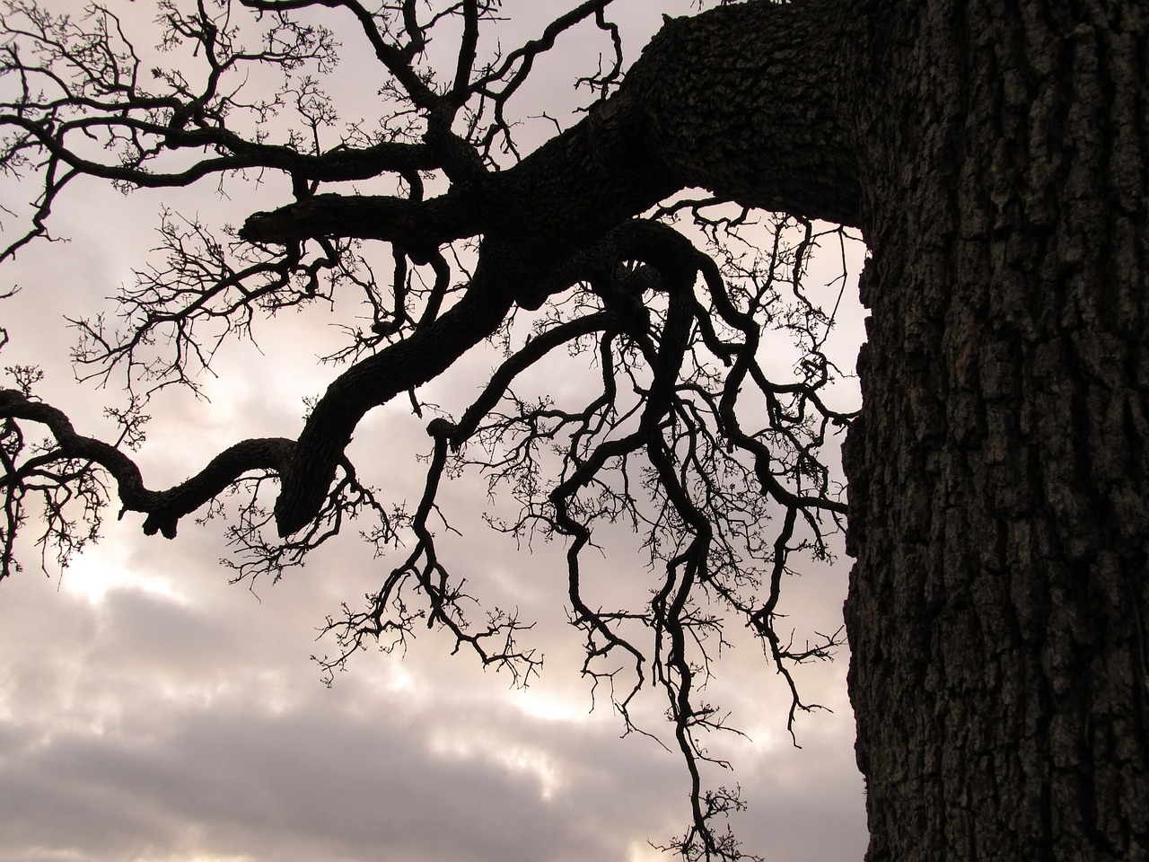 branches tree outdoor free photo