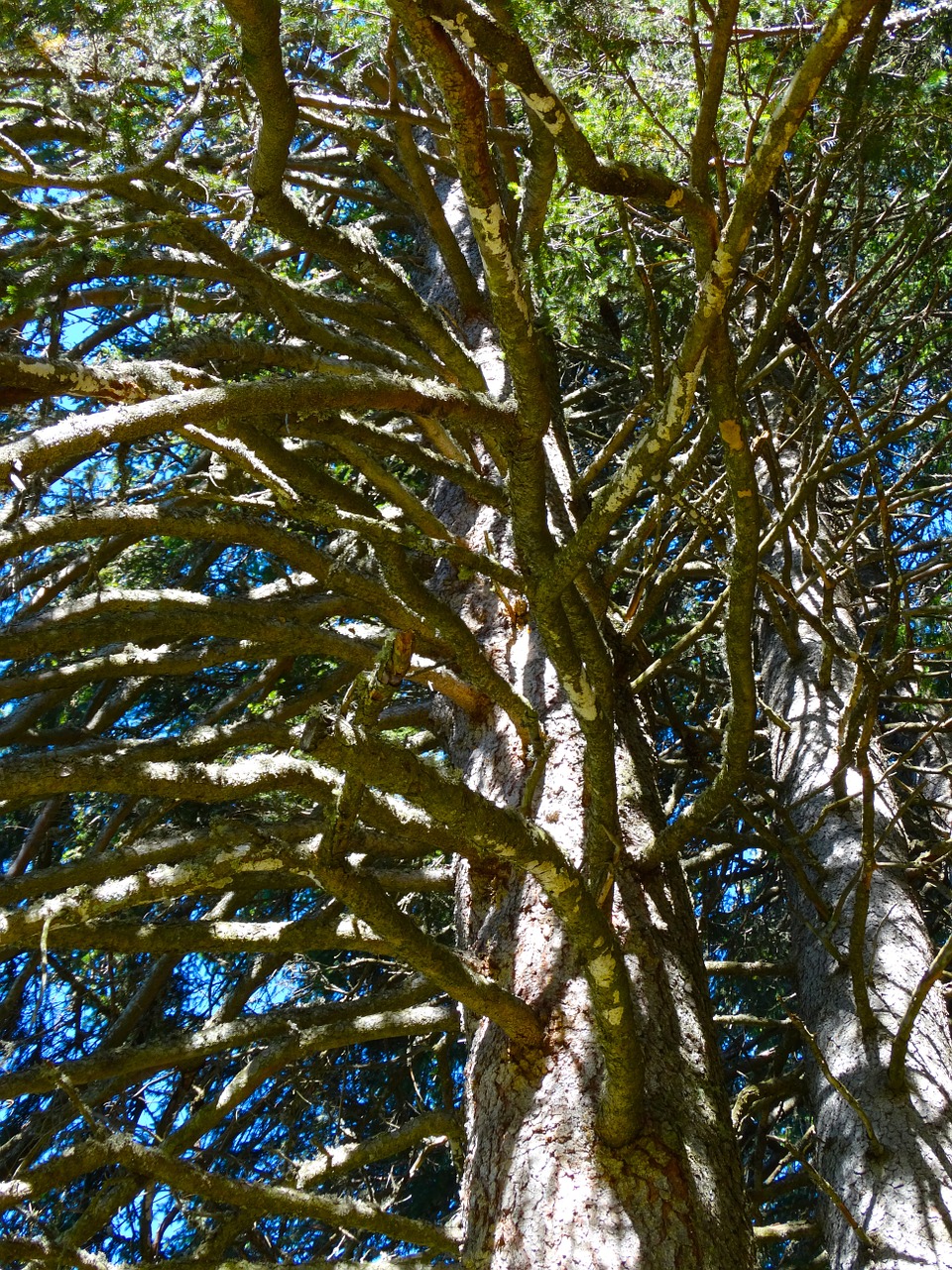 branches pine mountain forests free photo