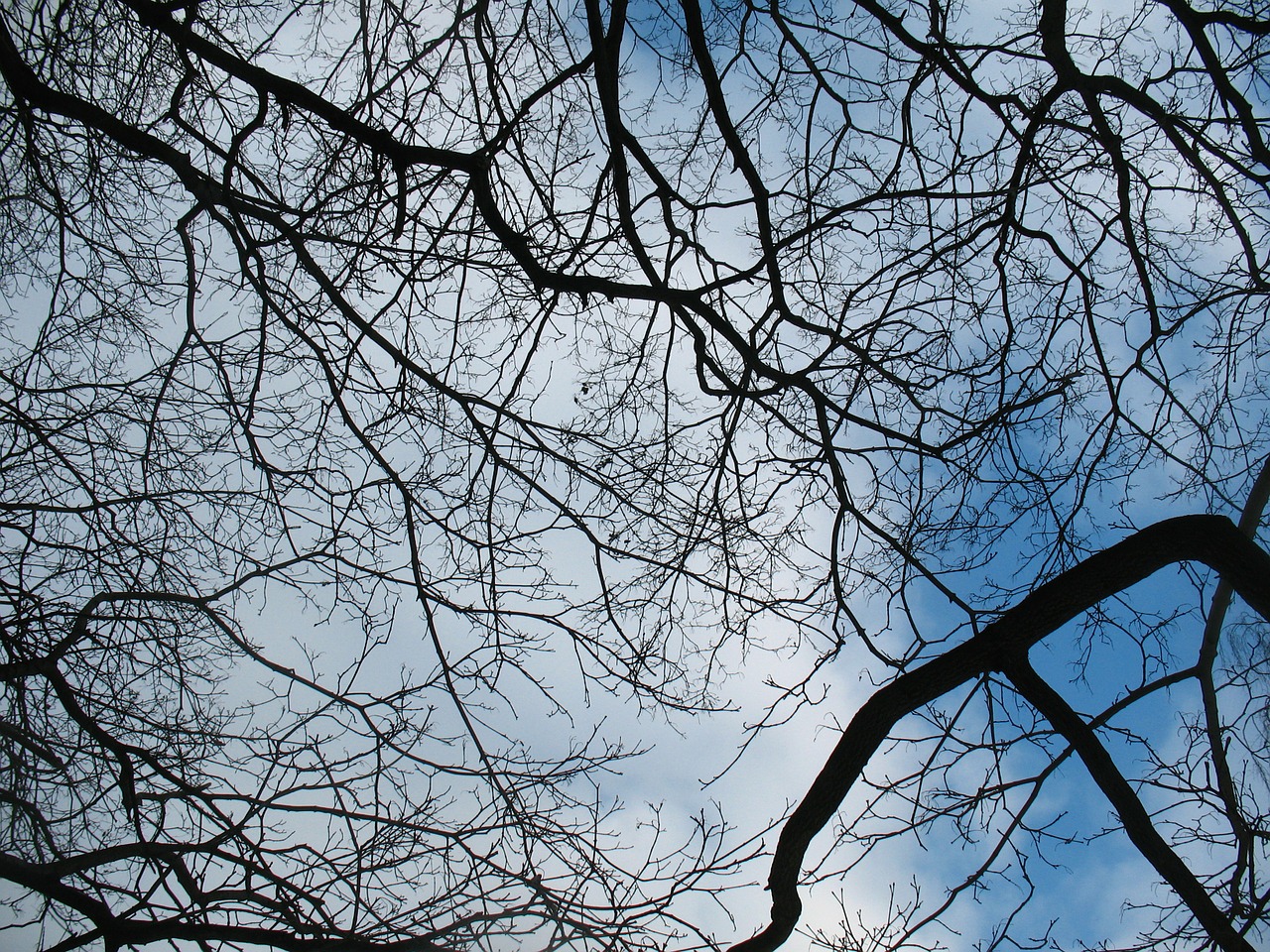 branches silhouette sky free photo