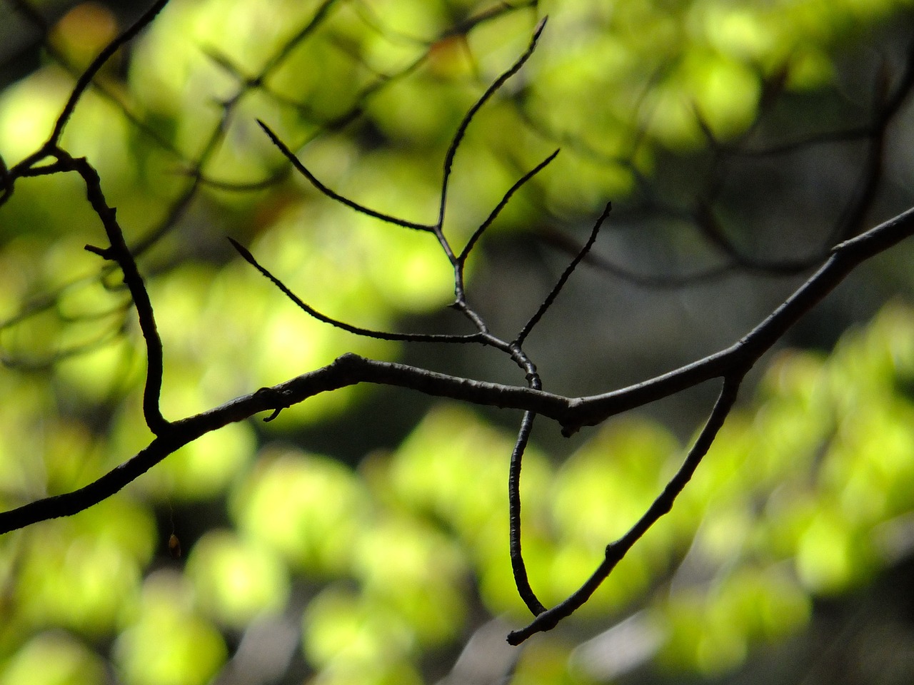 branches nature spring free photo