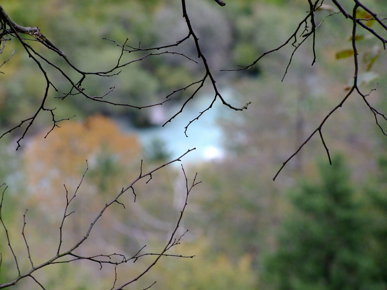 branches nature river free photo