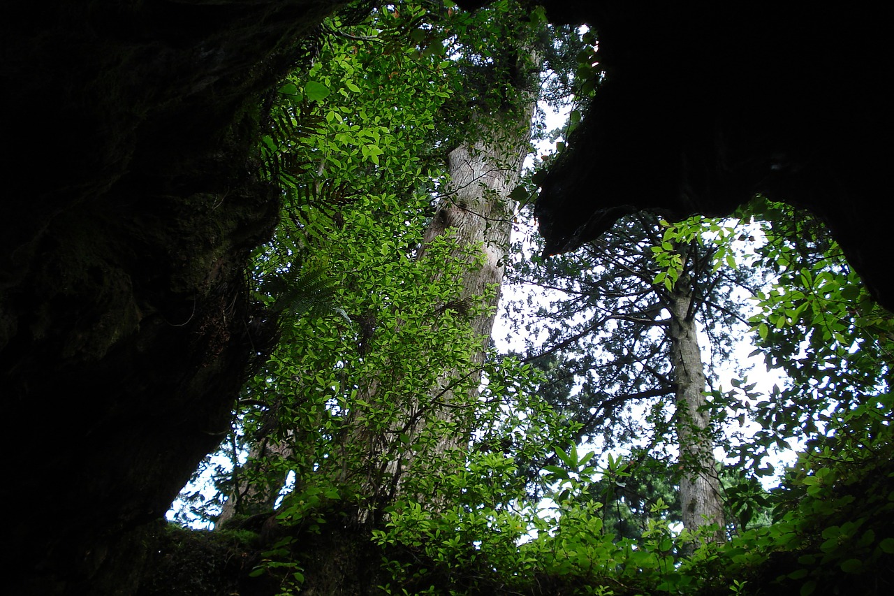 branches tree cave free photo