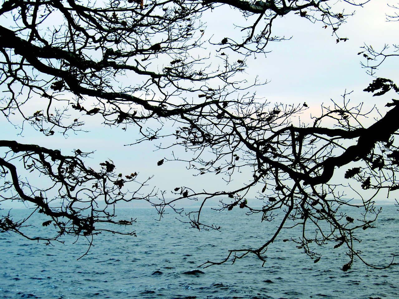 branches sea archipelago free photo